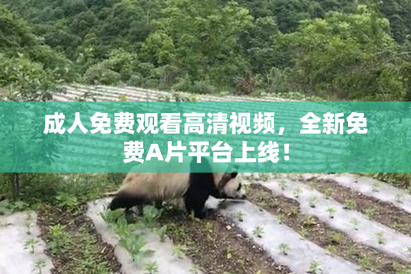 成人免费观看高清视频，全新免费A片平台上线！