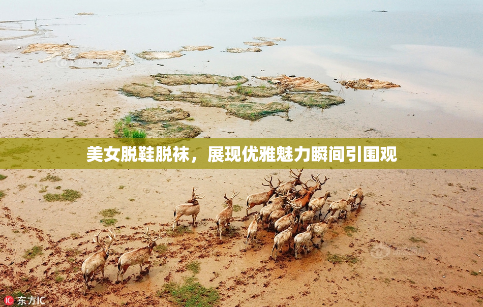 美女脱鞋脱袜，展现优雅魅力瞬间引围观