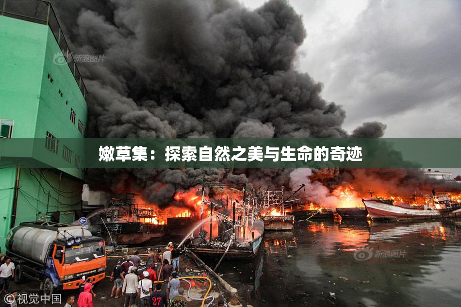 嫩草集：探索自然之美与生命的奇迹