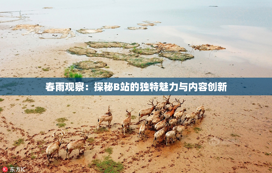 春雨观察：探秘B站的独特魅力与内容创新