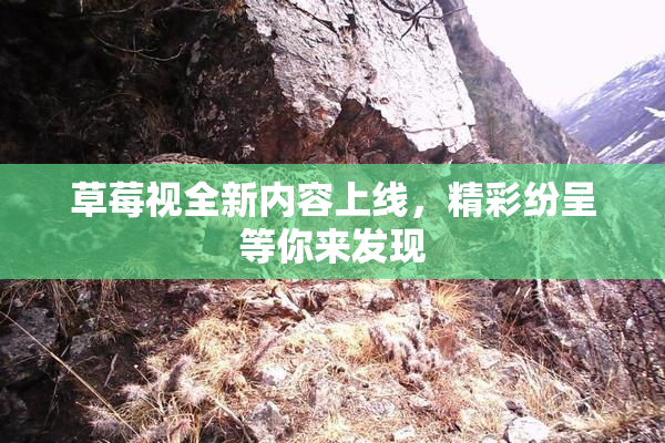 草莓视全新内容上线，精彩纷呈等你来发现