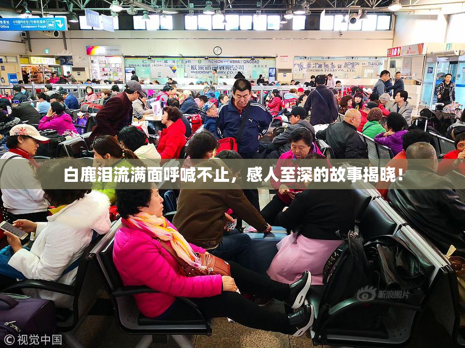 白鹿泪流满面呼喊不止，感人至深的故事揭晓！
