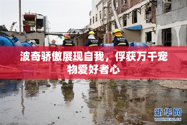 波奇骄傲展现自我，俘获万千宠物爱好者心