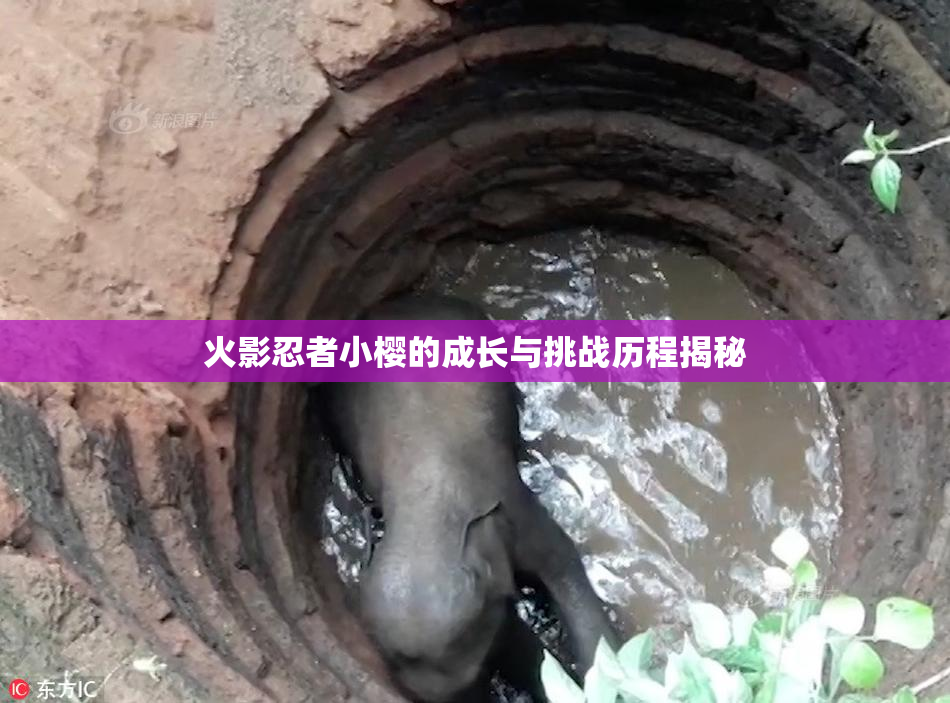 火影忍者小樱的成长与挑战历程揭秘
