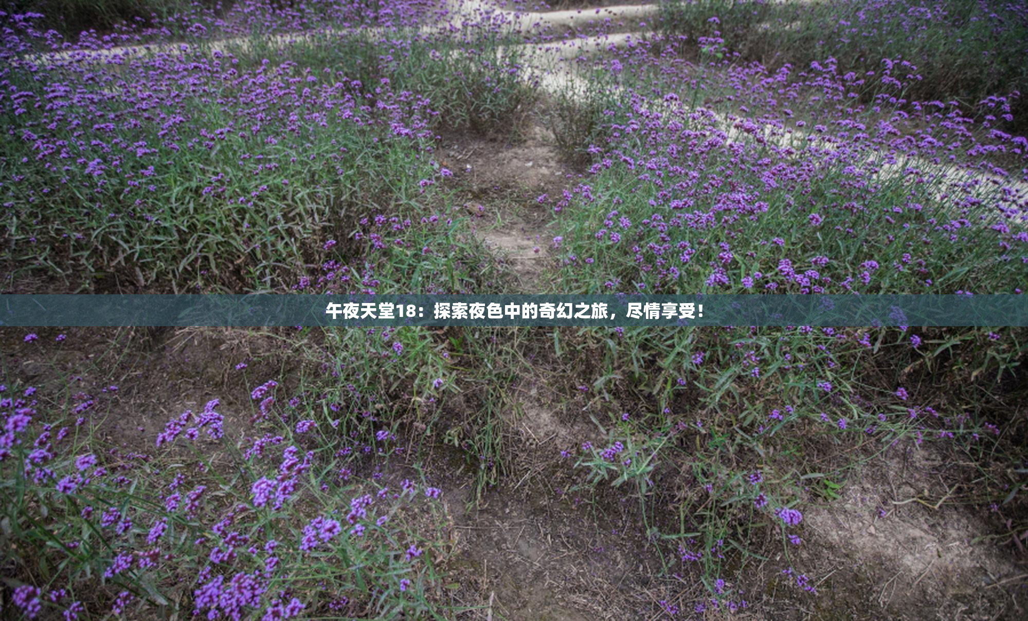 午夜天堂18：探索夜色中的奇幻之旅，尽情享受！
