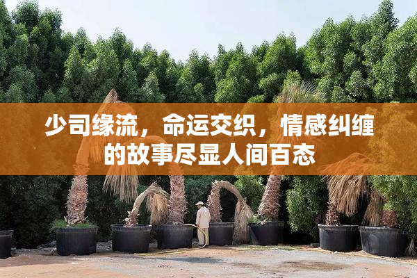 少司缘流，命运交织，情感纠缠的故事尽显人间百态