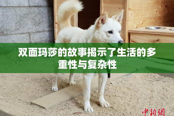 双面玛莎的故事揭示了生活的多重性与复杂性