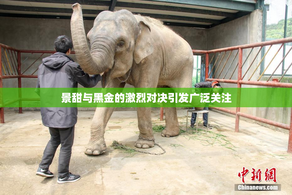 景甜与黑金的激烈对决引发广泛关注