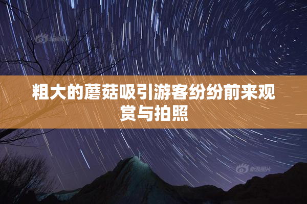 粗大的蘑菇吸引游客纷纷前来观赏与拍照