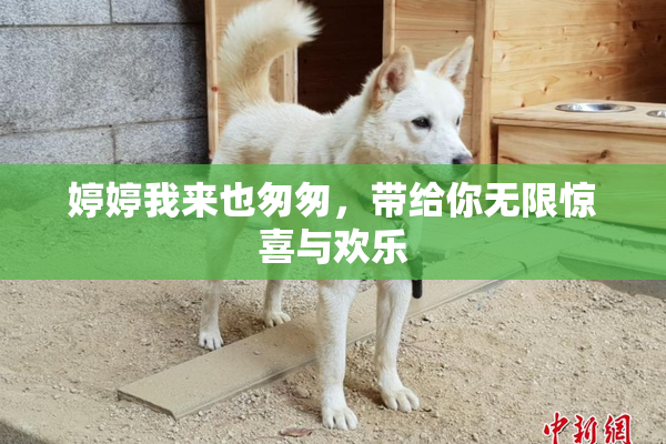 婷婷我来也匆匆，带给你无限惊喜与欢乐
