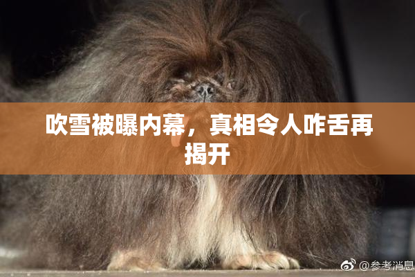 吹雪被曝内幕，真相令人咋舌再揭开