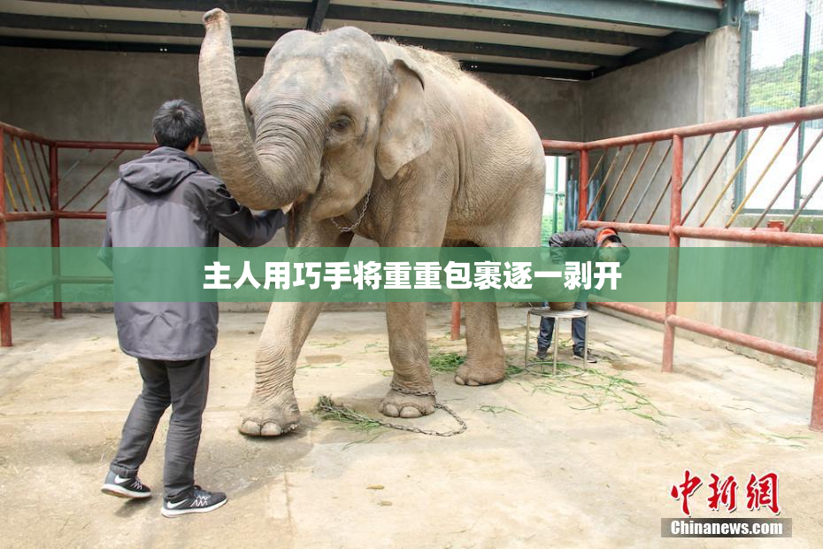 主人用巧手将重重包裹逐一剥开