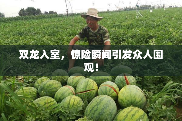 双龙入室，惊险瞬间引发众人围观！