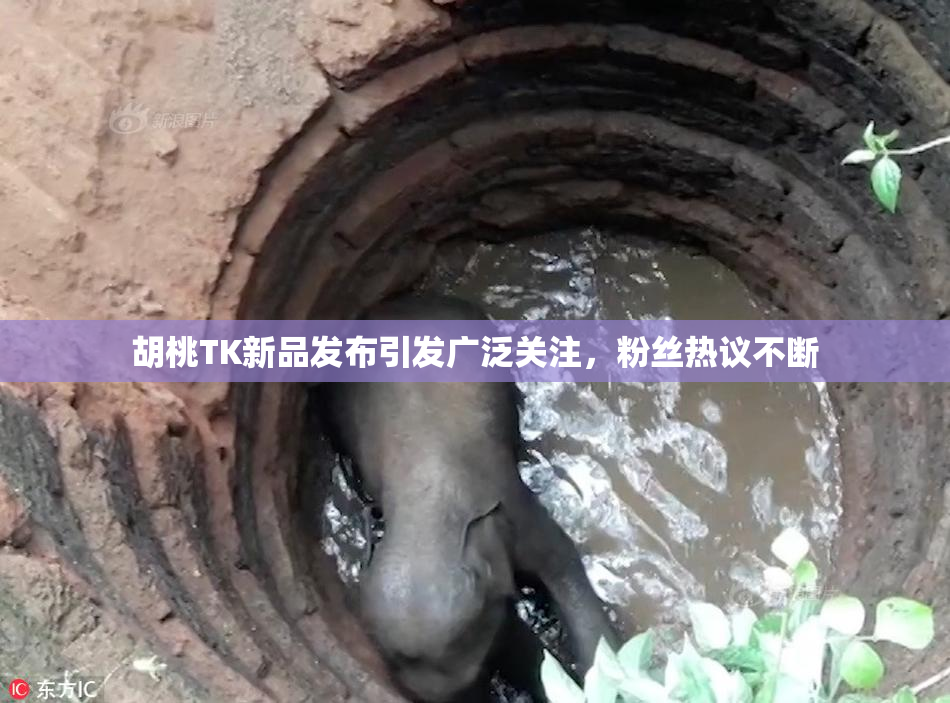 胡桃TK新品发布引发广泛关注，粉丝热议不断