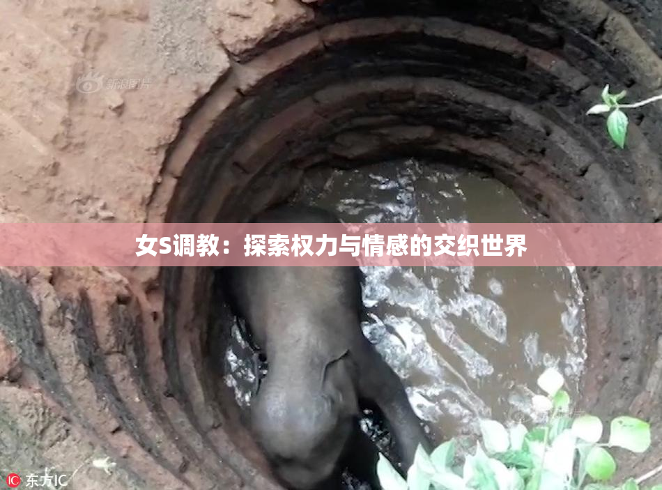 女S调教：探索权力与情感的交织世界