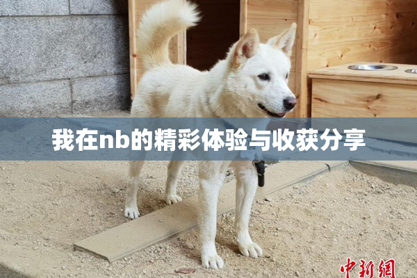 我在nb的精彩体验与收获分享