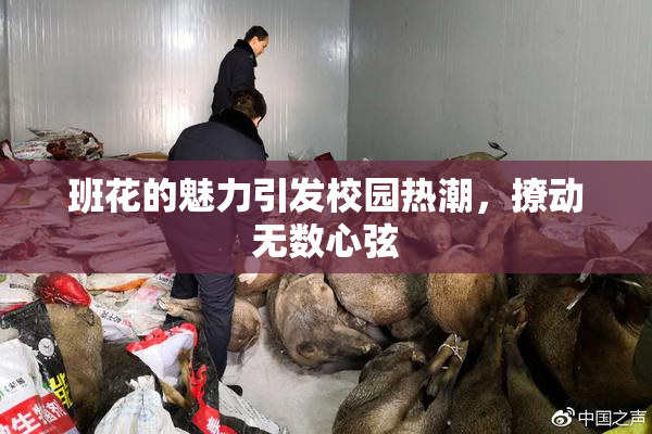 班花的魅力引发校园热潮，撩动无数心弦