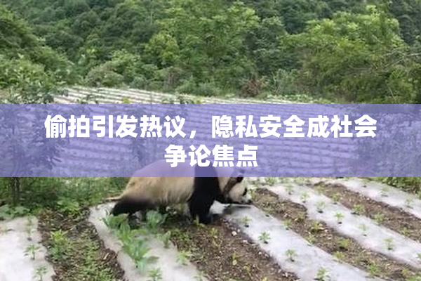 偷拍引发热议，隐私安全成社会争论焦点
