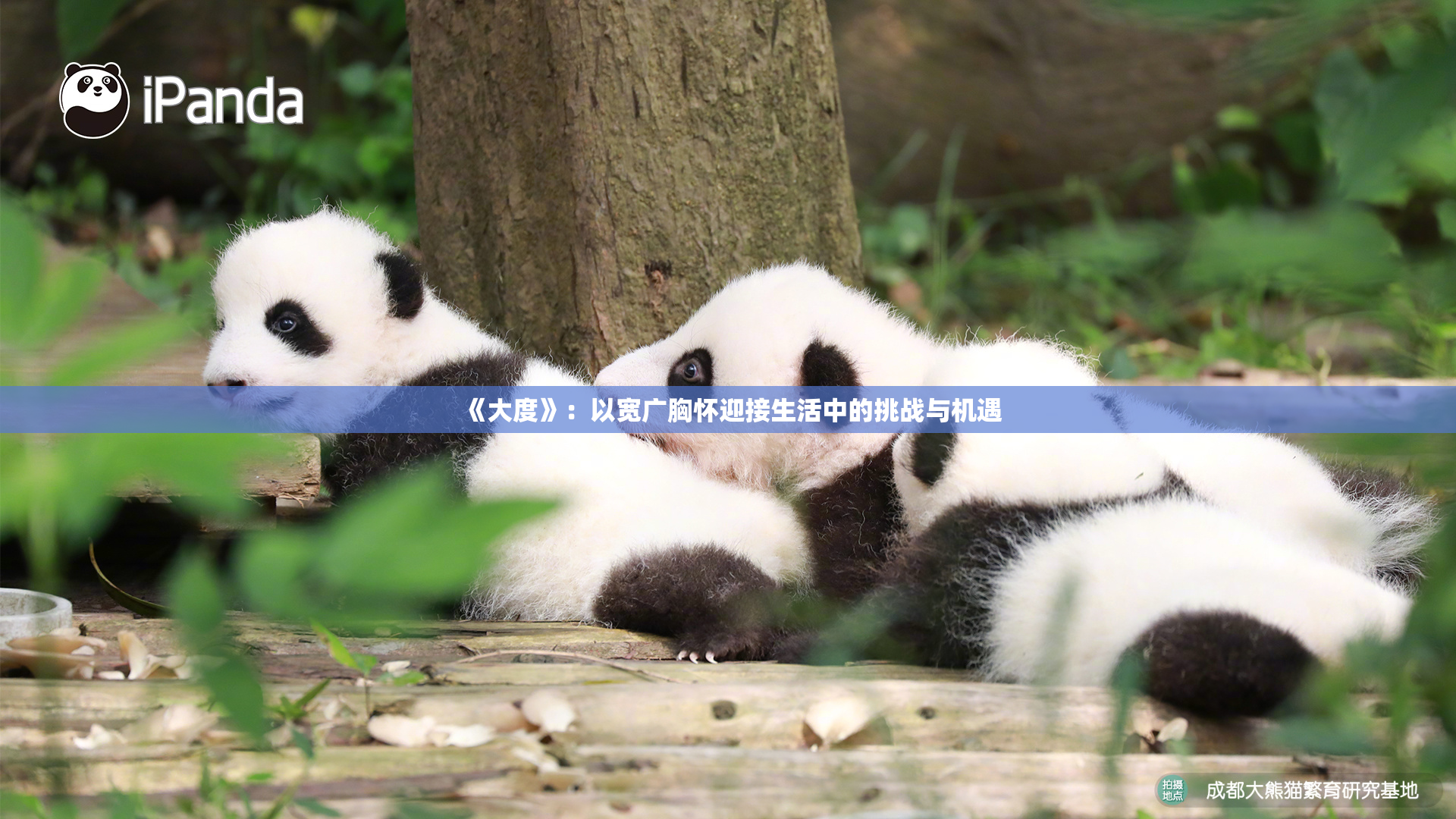 《大度》：以宽广胸怀迎接生活中的挑战与机遇
