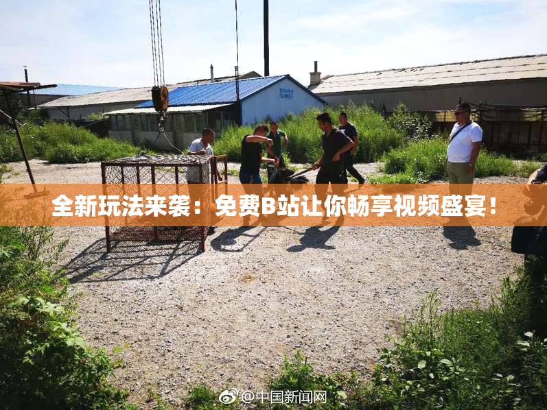 全新玩法来袭：免费B站让你畅享视频盛宴！