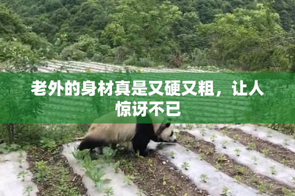 老外的身材真是又硬又粗，让人惊讶不已