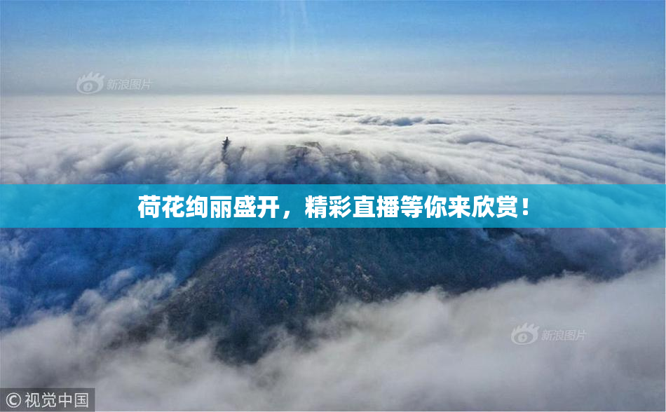 荷花绚丽盛开，精彩直播等你来欣赏！