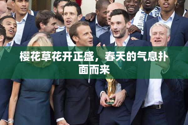 樱花草花开正盛，春天的气息扑面而来