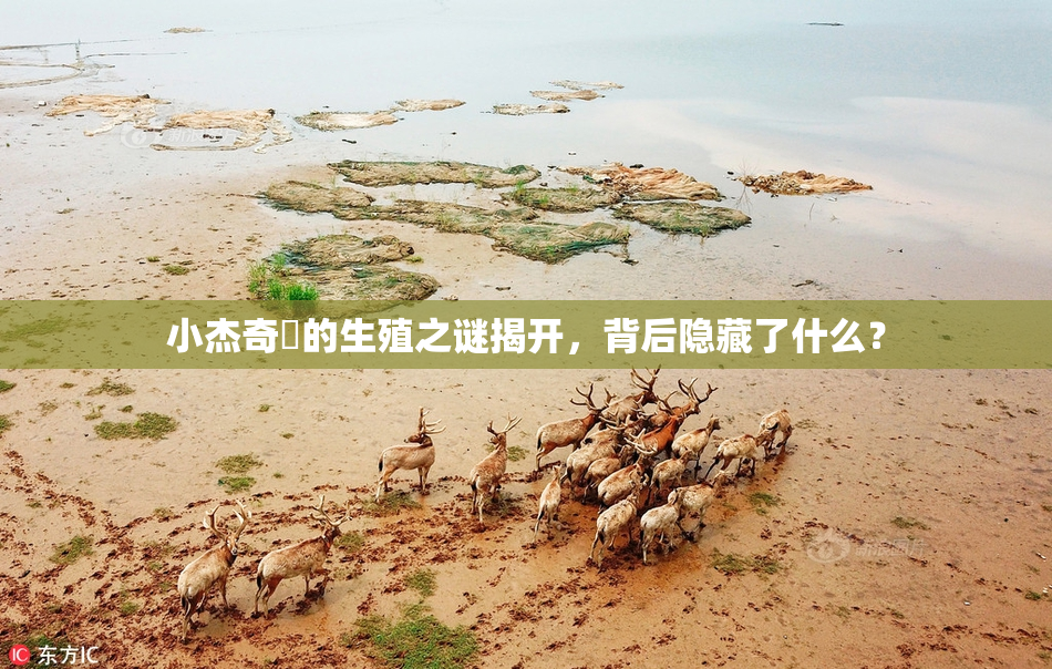小杰奇犽的生殖之谜揭开，背后隐藏了什么？