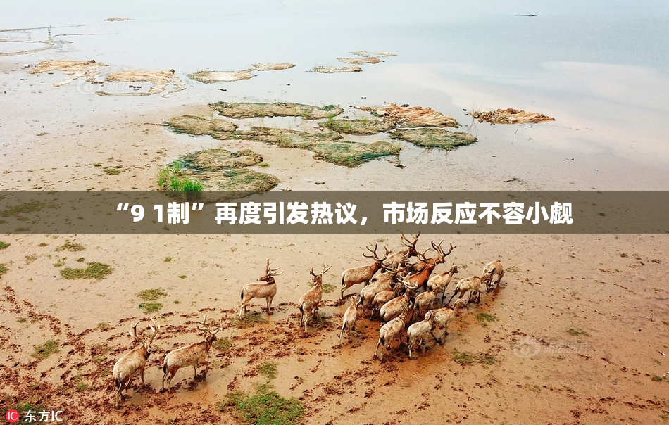 “9 1制”再度引发热议，市场反应不容小觑
