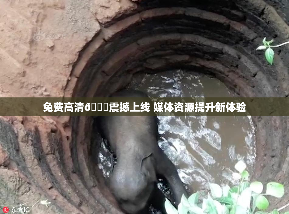 免费高清🔞震撼上线 媒体资源提升新体验