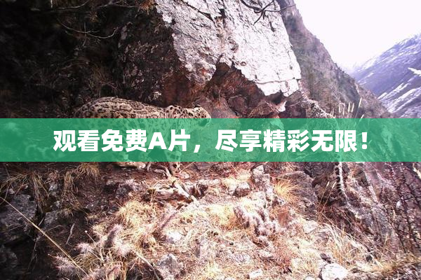 观看免费A片，尽享精彩无限！