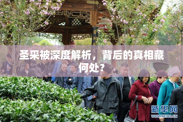 圣采被深度解析，背后的真相藏何处？