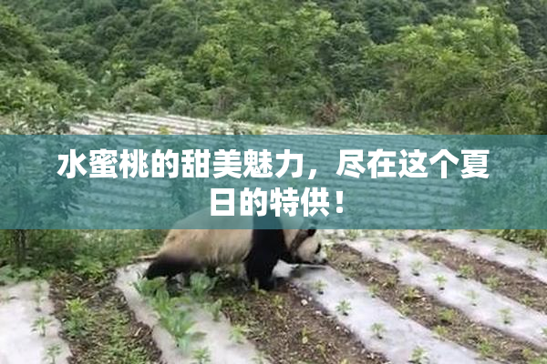 水蜜桃的甜美魅力，尽在这个夏日的特供！