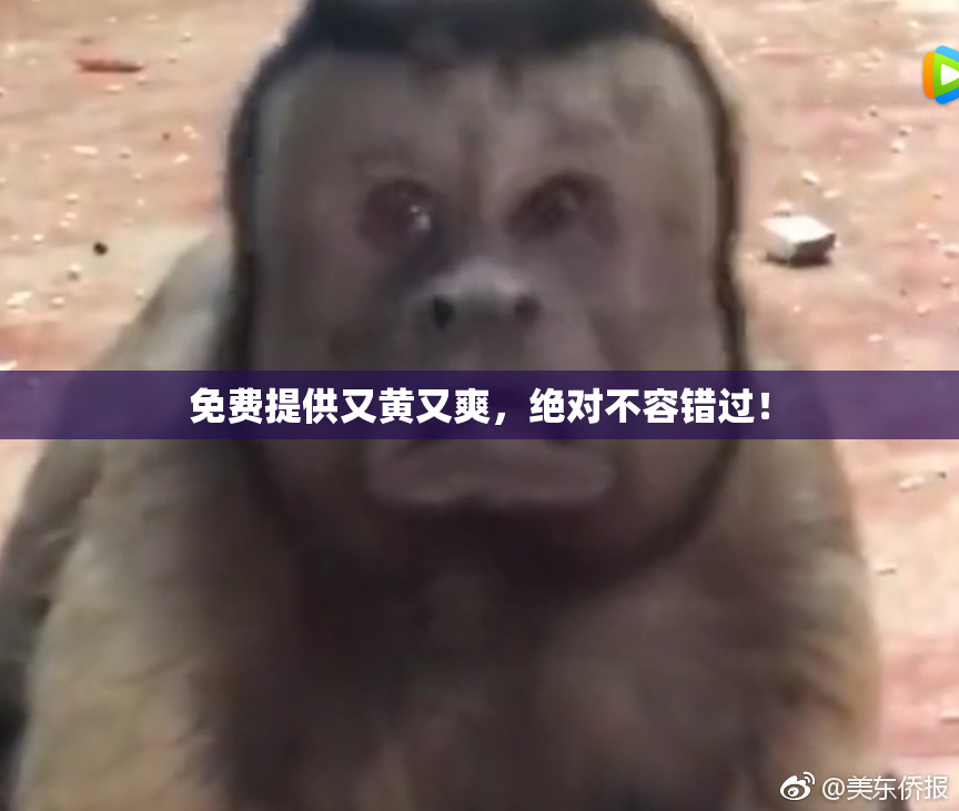 免费提供又黄又爽，绝对不容错过！