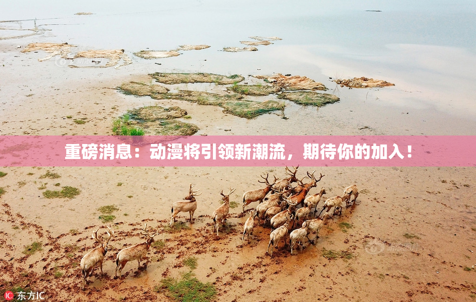 重磅消息：动漫将引领新潮流，期待你的加入！