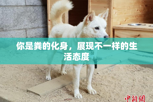 你是粪的化身，展现不一样的生活态度