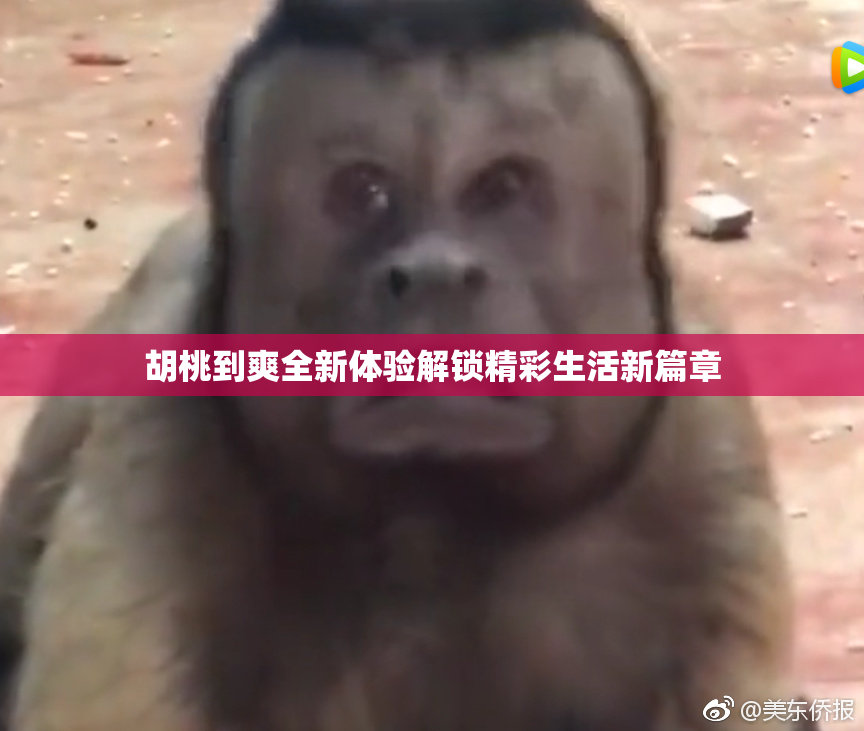 胡桃到爽全新体验解锁精彩生活新篇章