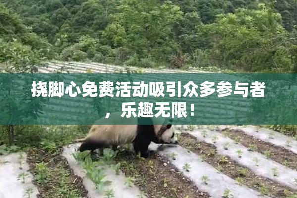 挠脚心免费活动吸引众多参与者，乐趣无限！