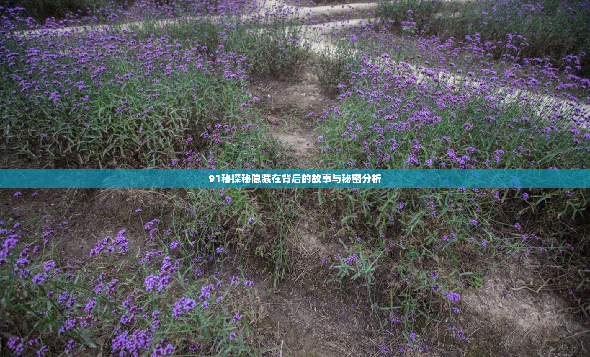 91秘探秘隐藏在背后的故事与秘密分析
