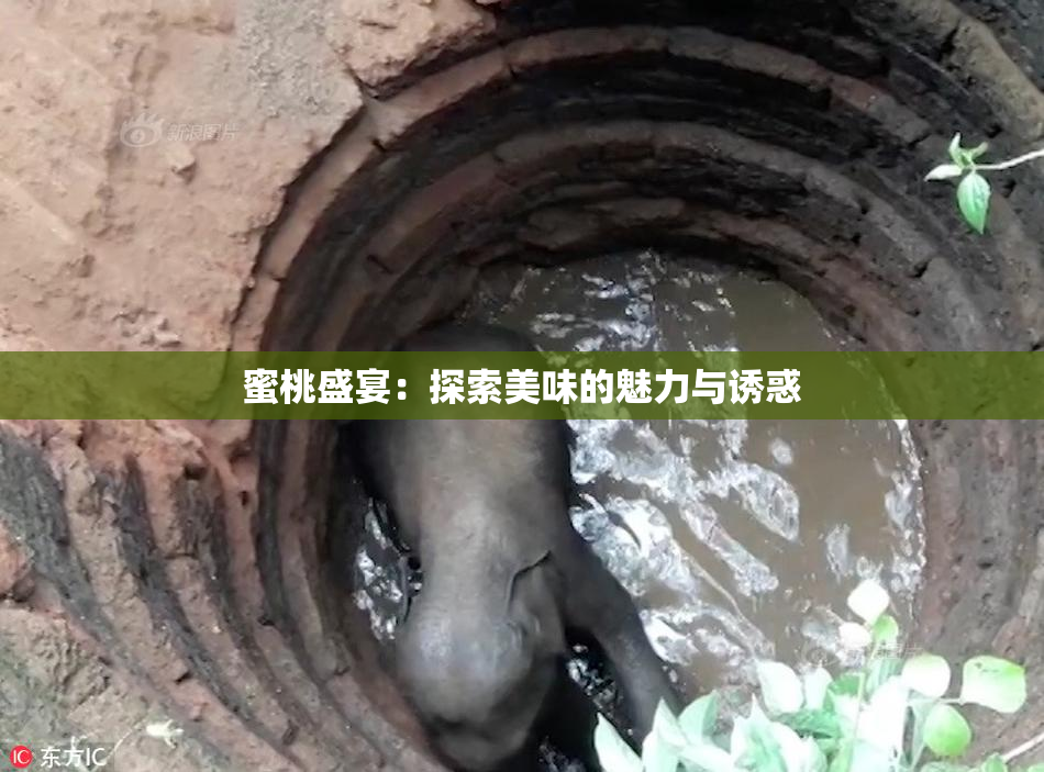蜜桃盛宴：探索美味的魅力与诱惑