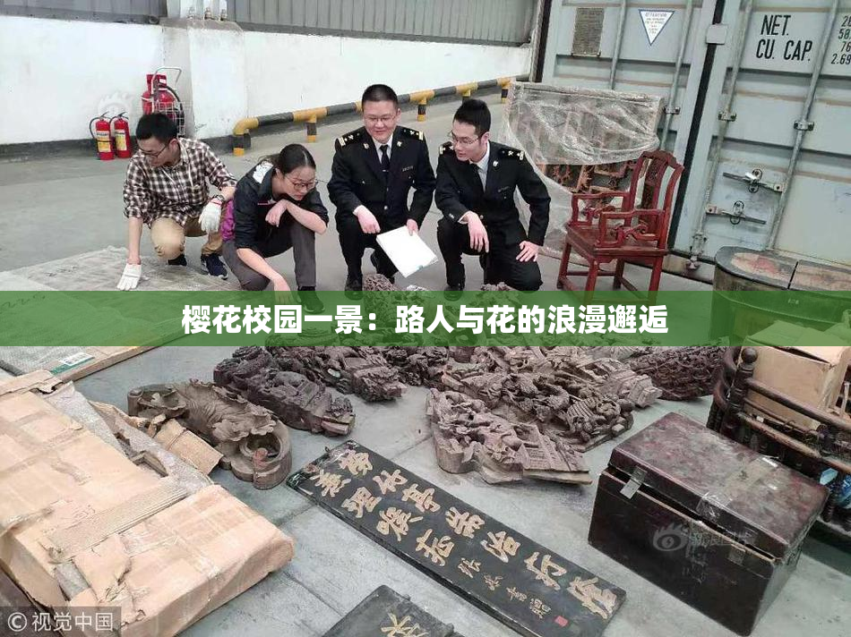 樱花校园一景：路人与花的浪漫邂逅