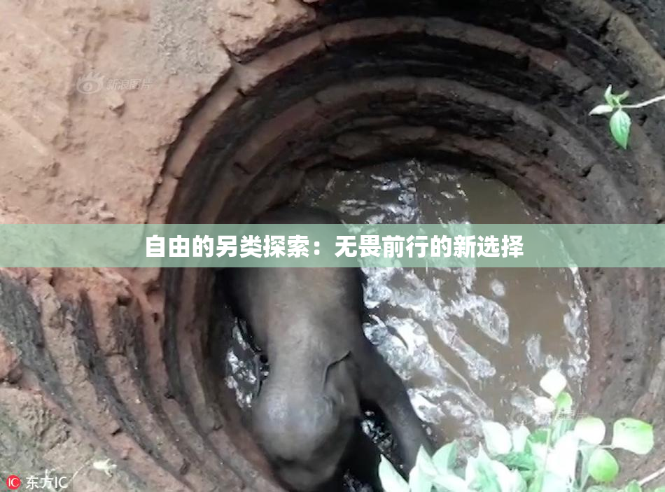 自由的另类探索：无畏前行的新选择