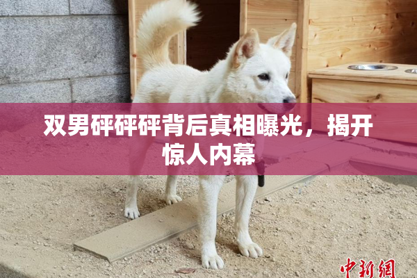 双男砰砰砰背后真相曝光，揭开惊人内幕