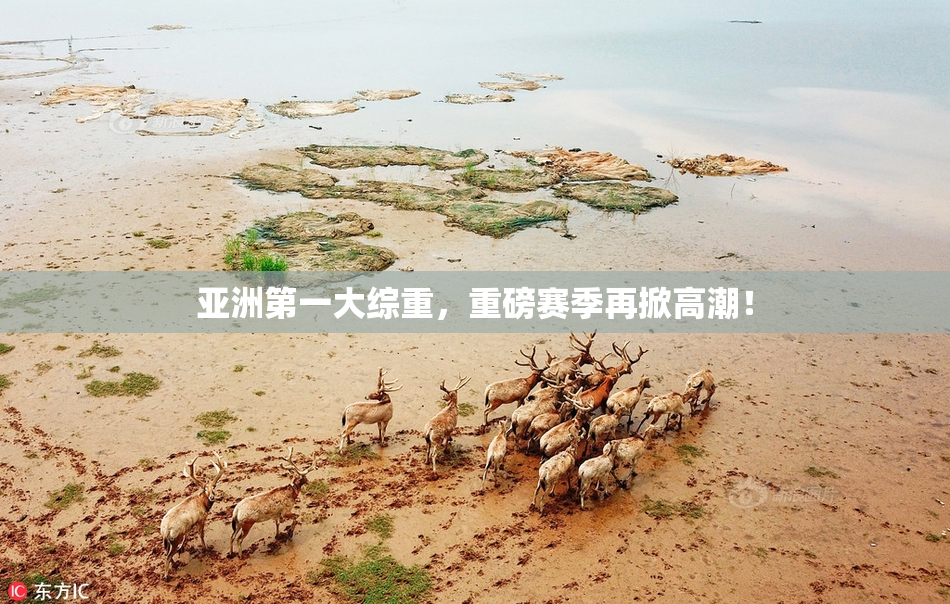 亚洲第一大综重，重磅赛季再掀高潮！