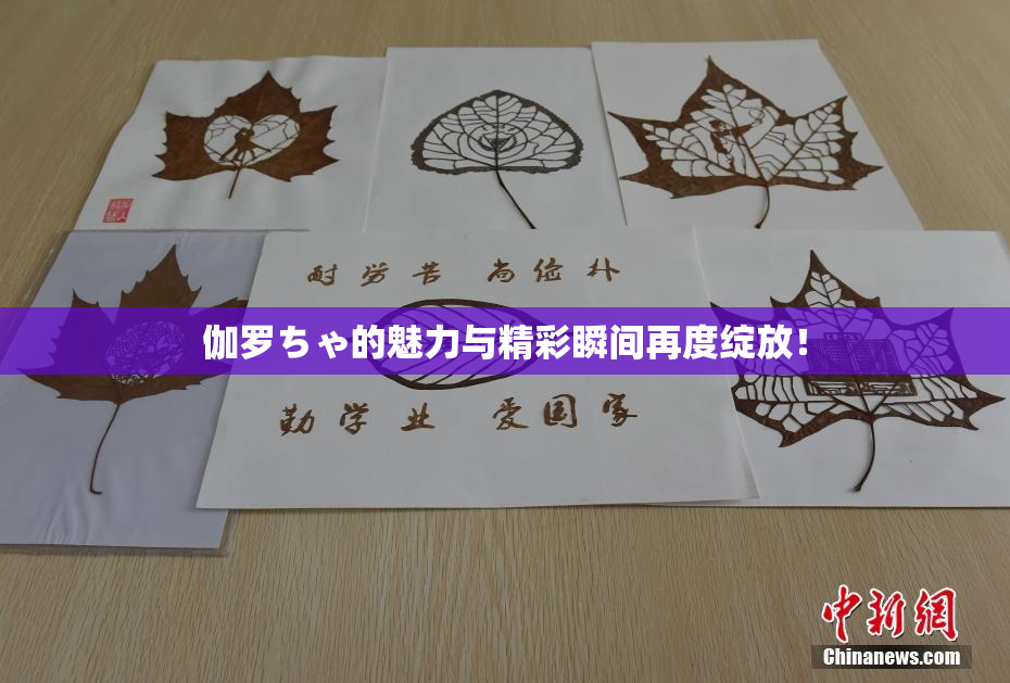 伽罗ちゃ的魅力与精彩瞬间再度绽放！