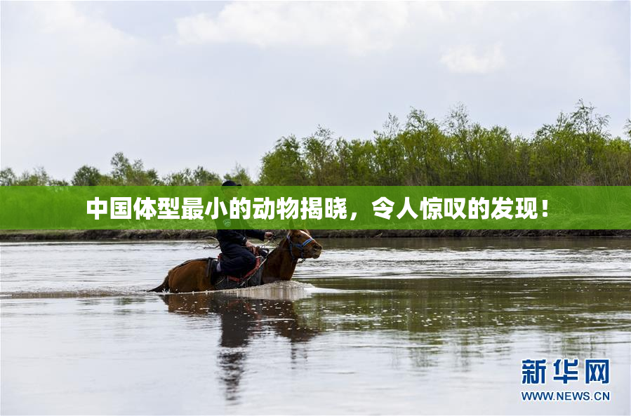 中国体型最小的动物揭晓，令人惊叹的发现！
