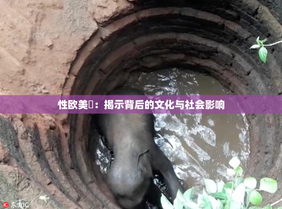 性欧美婬：揭示背后的文化与社会影响