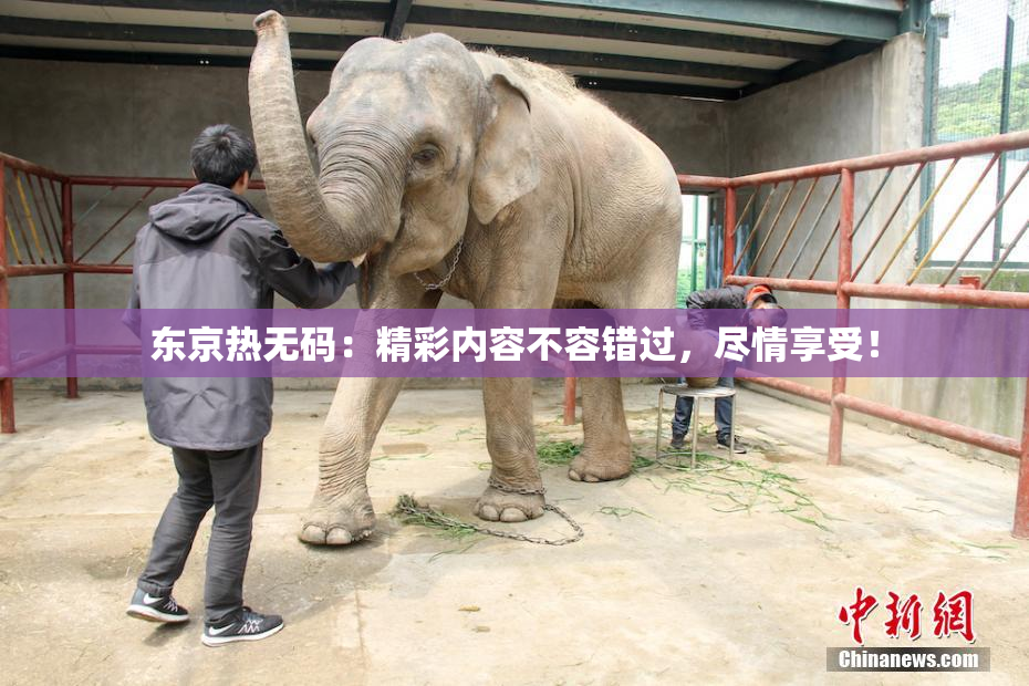 东京热无码：精彩内容不容错过，尽情享受！