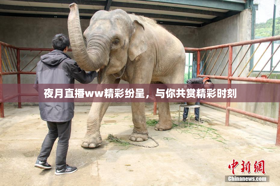 夜月直播ww精彩纷呈，与你共赏精彩时刻