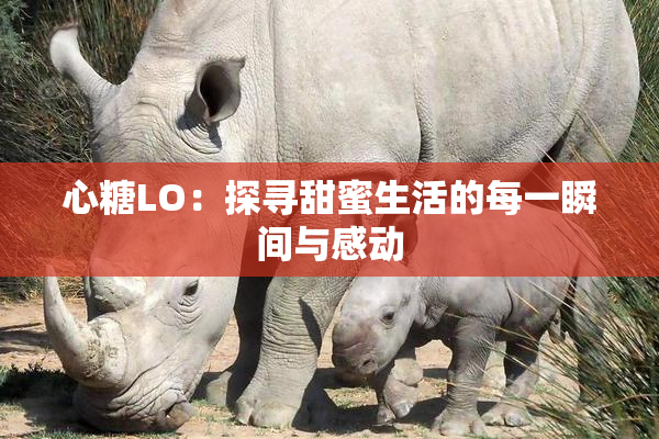 心糖LO：探寻甜蜜生活的每一瞬间与感动